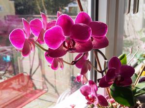 orchidejka mi krasne kvete, ta barva je uplne uzasna