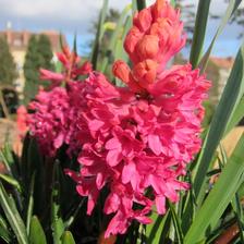 mam rada cervene hyacinty a ta vune...