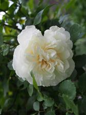 white meidiland