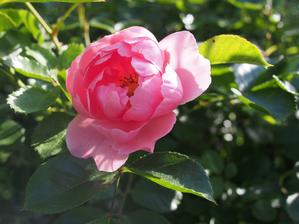 Sommerwind, bohuzel na slunci bledne