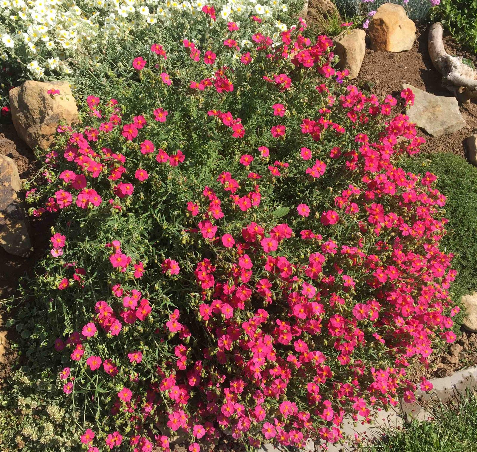 Naše barevná zahrada 🌸 - Devaterník