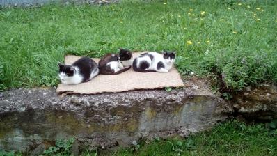Micka-mama, Nosaňa - dcéra, Zorka-dcéra