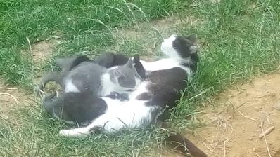Micka a posledné mačiatka