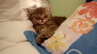 Jerynkovo vnuca-tiger+britska modra 09/2016 náš Murko