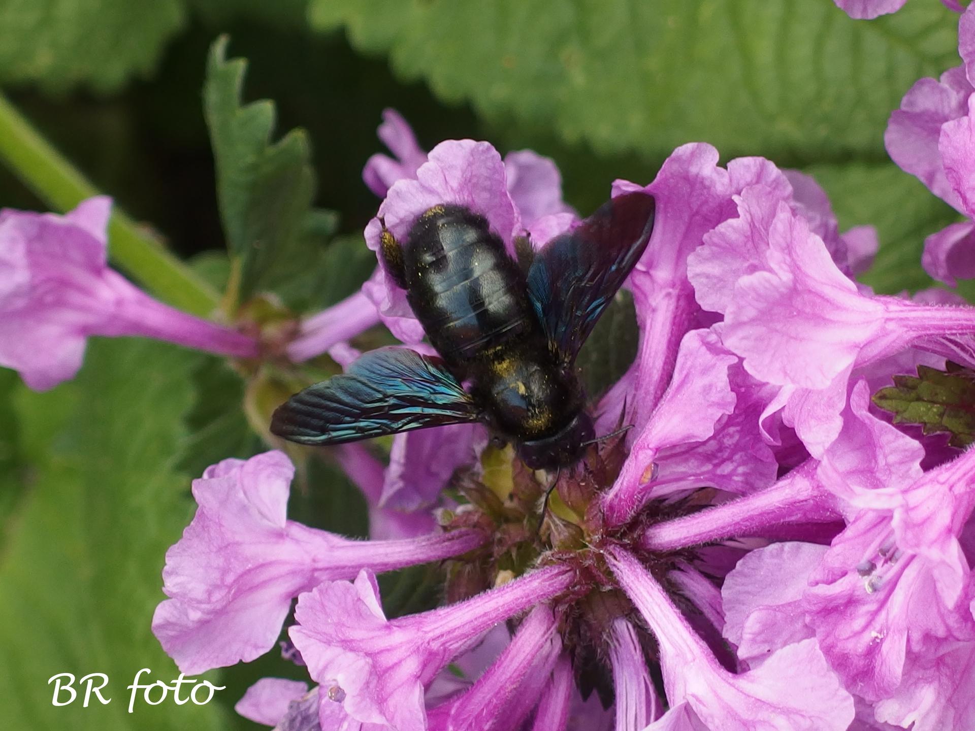 Zahrada v červnu - vše roste a kvete jako o život.... - naše největší včelka samotářka - drvodělka fialová