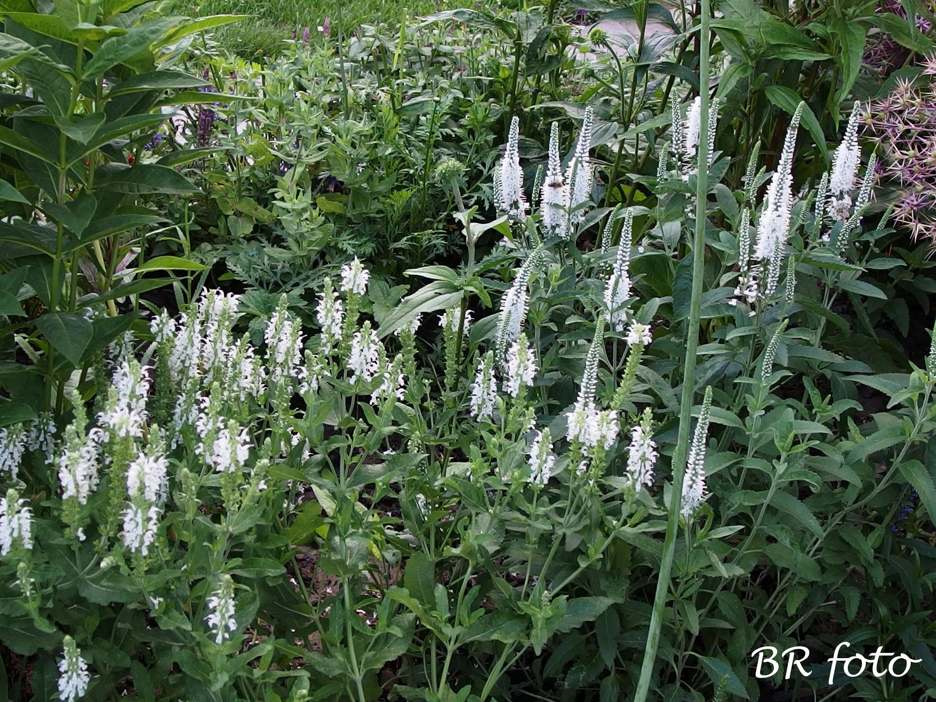 Zahrada v červnu - vše roste a kvete jako o život.... - vlevo bílá šalvěj, vpravo bílý rozrazil - mají podobná květenství i listy
