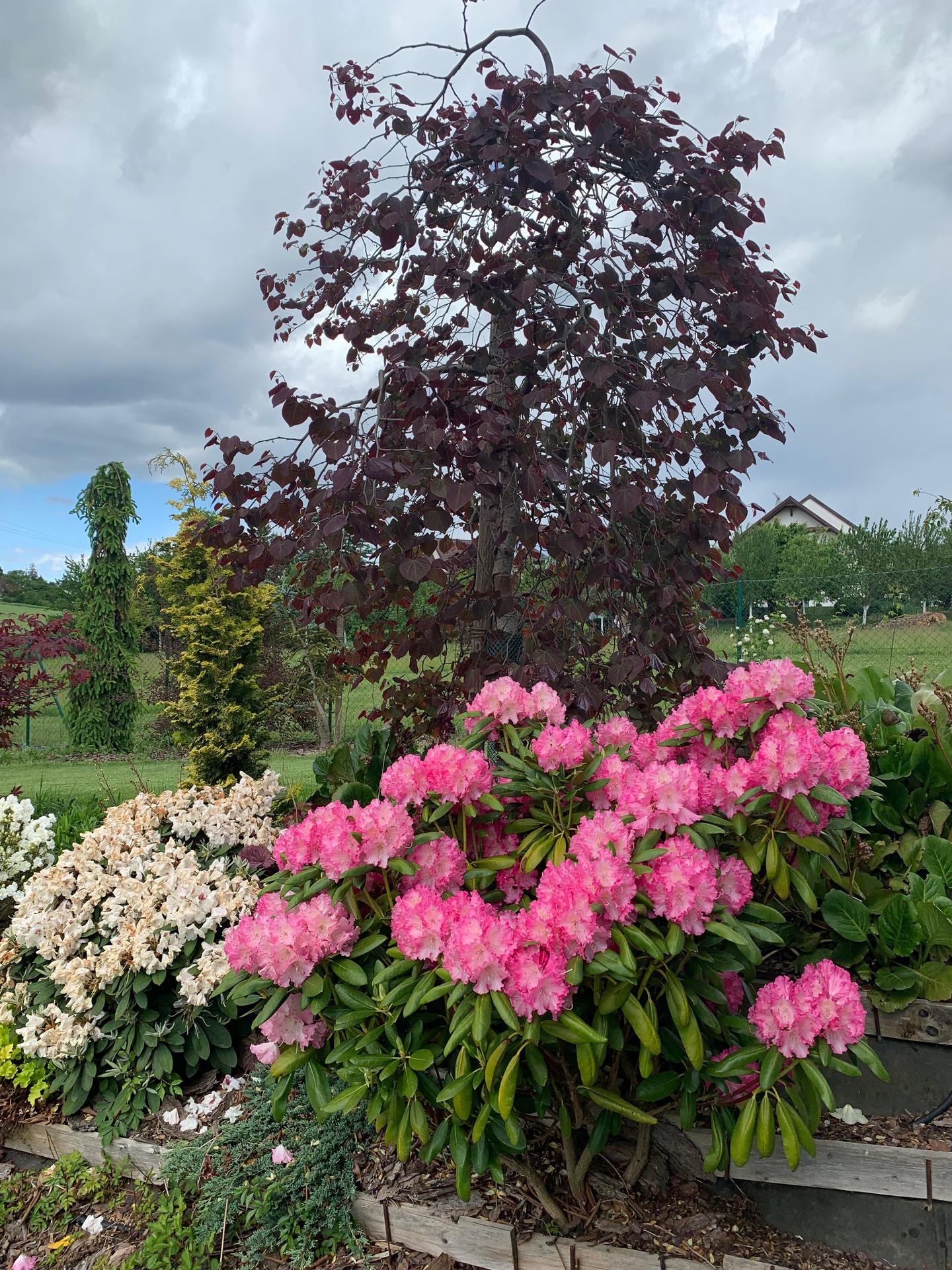 Zahrada květen 2022 - 5 let od výsadby - rododendrony a zmarličník - cercis