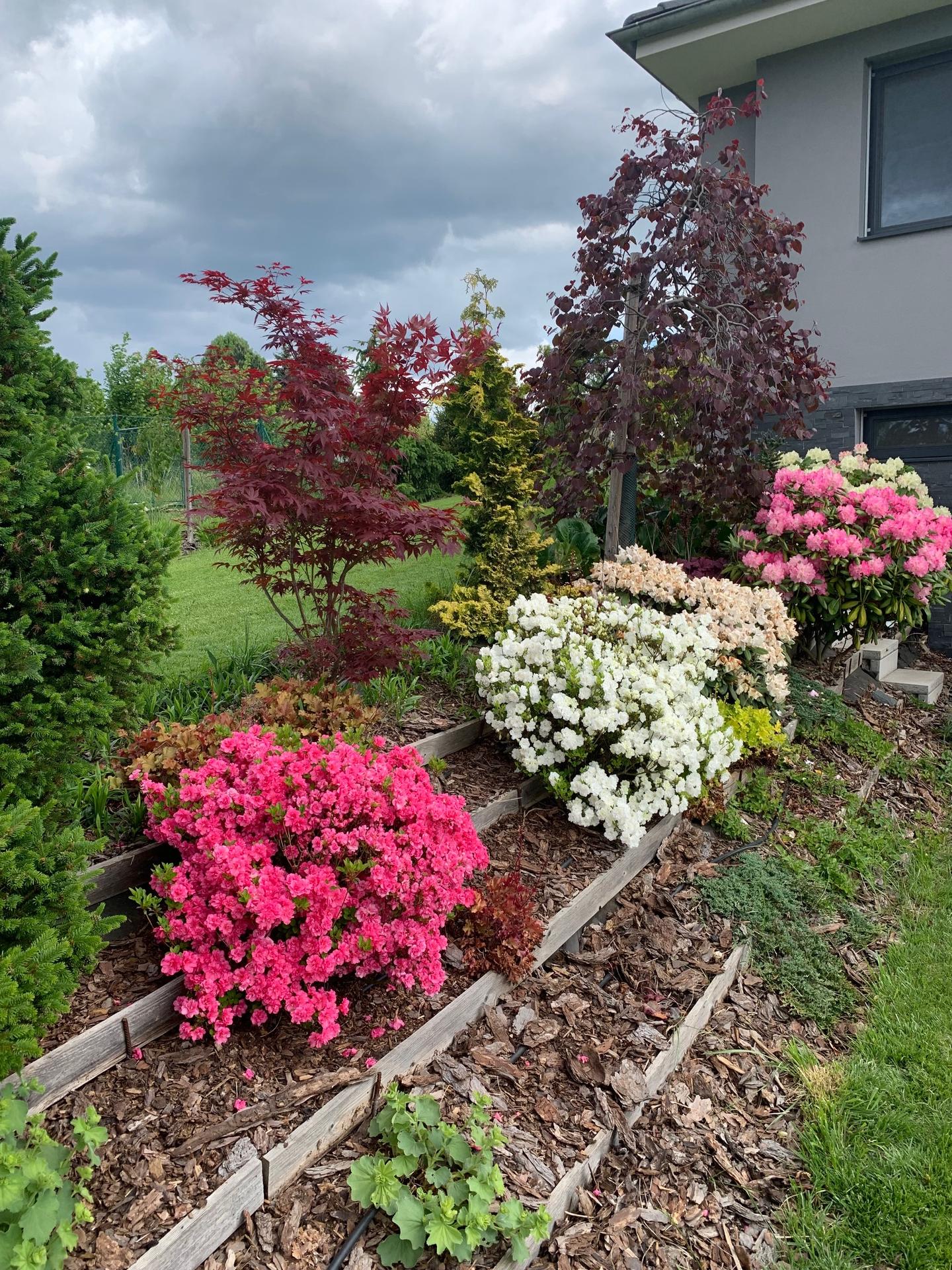 Zahrada květen 2022 - 5 let od výsadby - azalky a rododendrony v plném květu