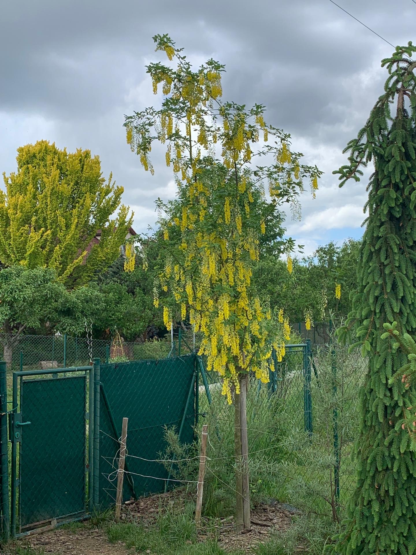 Zahrada květen 2022 - 5 let od výsadby - Štědřenec odvislý neboli pravý zlatý déšť