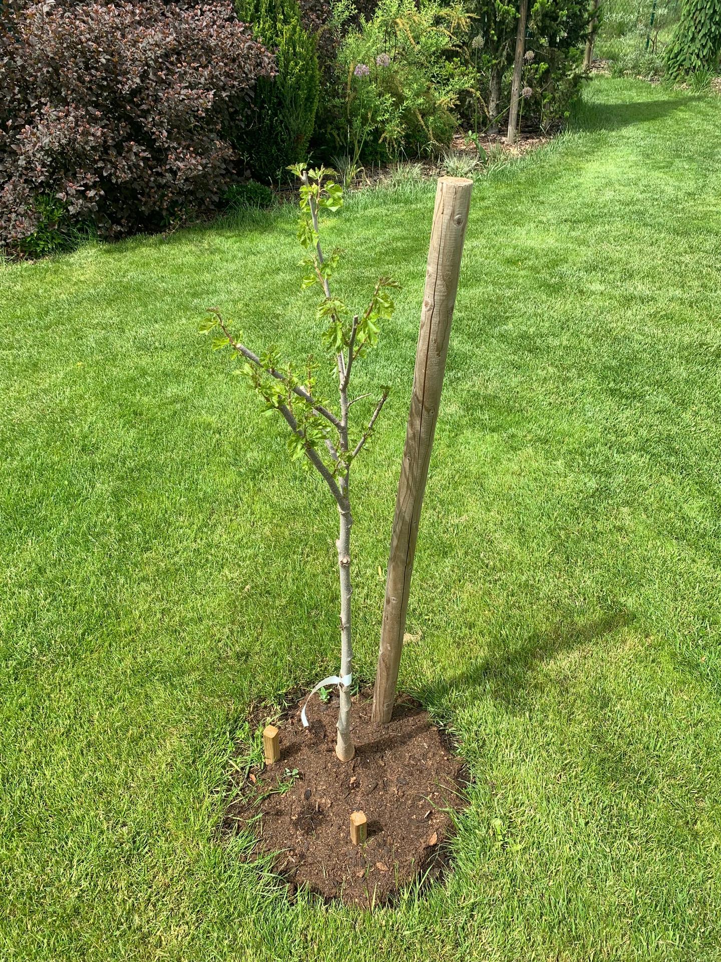 Zahrada květen 2022 - 5 let od výsadby - Moruše bílá - strom, který si vybral syn