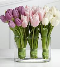 Ružové tulipány by mohli byť fajn :)