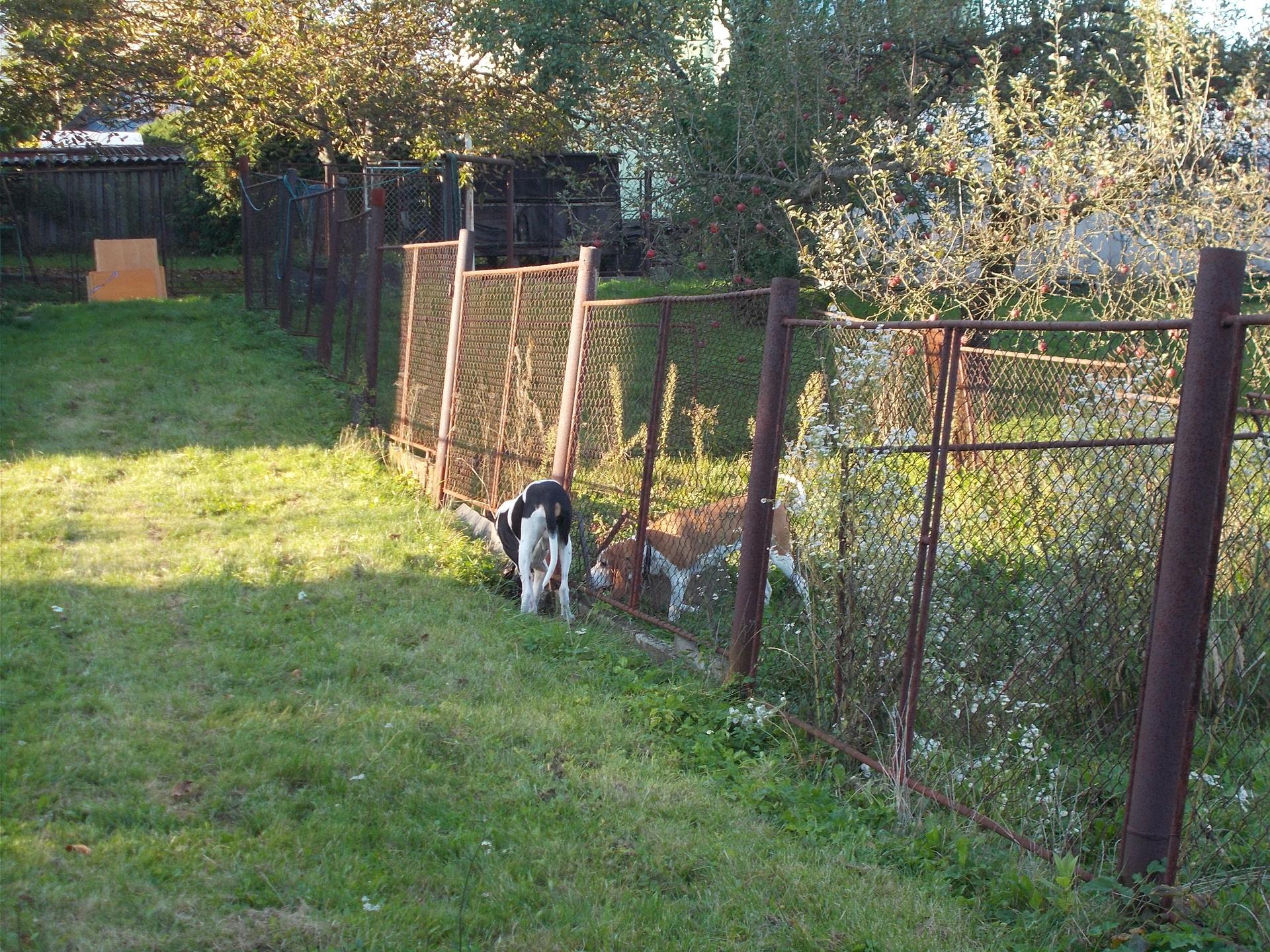Ovocná část zahrady - Podél tohoto plotu pro změnu budou časem bobuloviny. A kromě toho je patrno, jak se u nás vyhání hraboši, myši a krtci. :-D