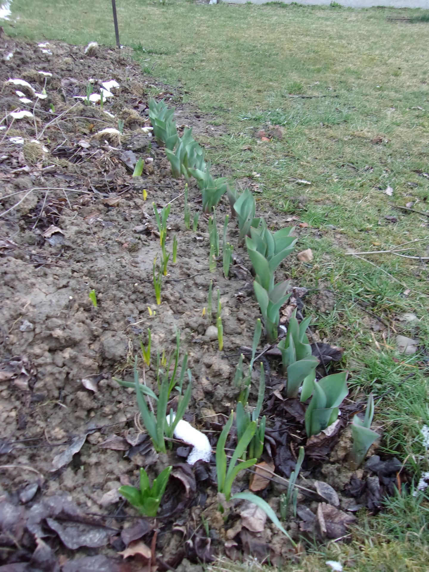 Jarní medonosný záhon pro čmeláky - začínáme od začátku :-) - Včera jen zběžně foceno, jak krásně se rýsuje záhon. Zatím jen narcisy, hyacinty a tulipány vzadu. 