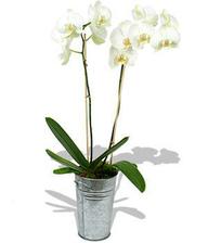 miluju orchideje, do obýváku bílé