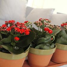 ...určitě Kalanchoe...