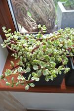 Portulacaria