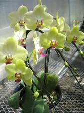 Uz rozmyslam aj nad orchideami...
