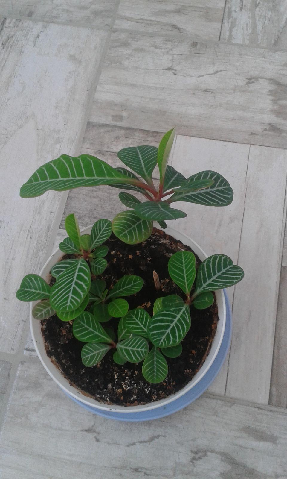 Euphorbia leuconeura - Obrázok č. 2