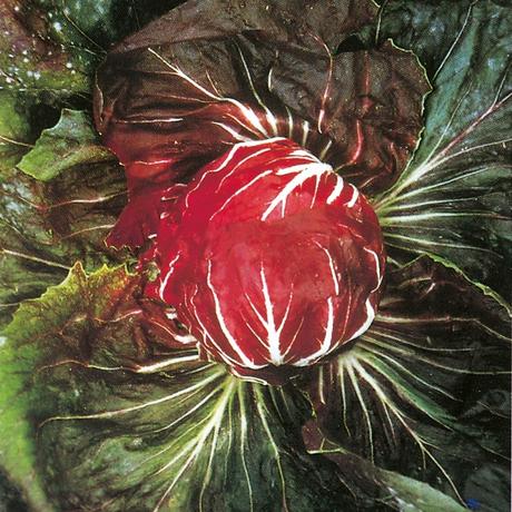 Chicory Palla rossa - Obrázok č. 1
