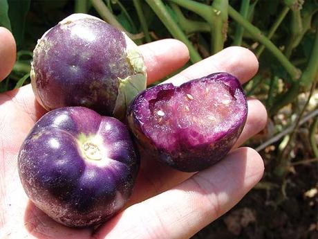 Tomatillo purple - Obrázok č. 1