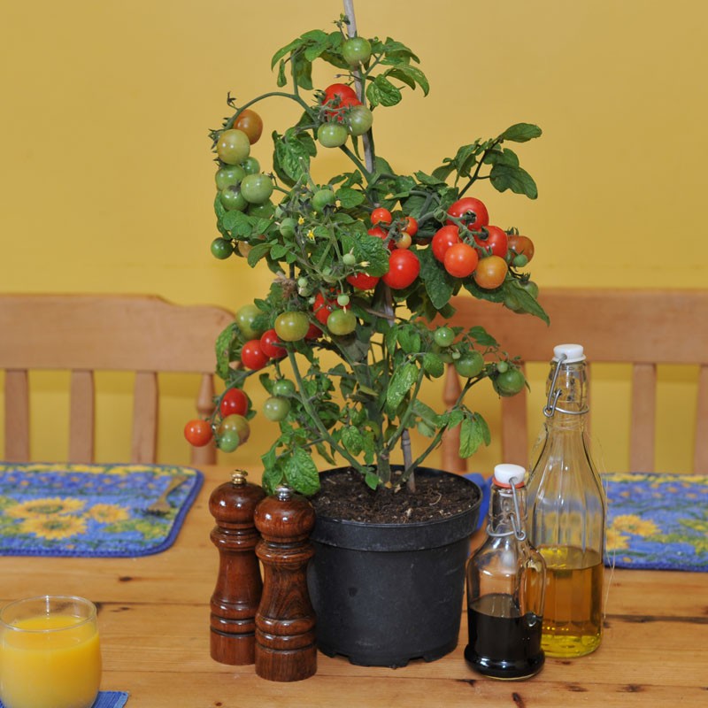 paradajka tiny tim - Obrázok č. 2