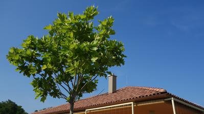 Platan - platanus acerifolia 'alphens globe'