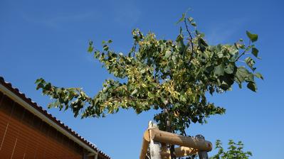 Lipa - tilia cordata 'green globe'