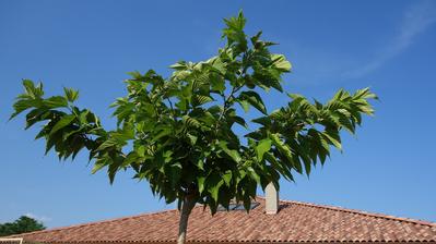 Morusa platanolista - morus platanifolia