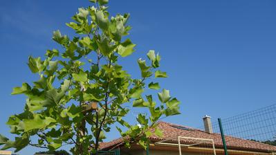 Laliovnik tulipanokvety - liriodendron tulipifera