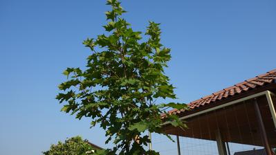 Javor mliecny - acer platanoides