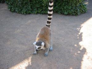 zvědavý lemur kata
