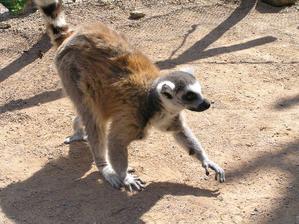 Lemur se blíží