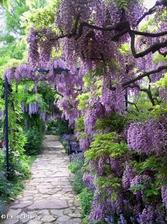 visteria