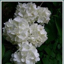 hortenzia