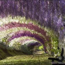 visteria