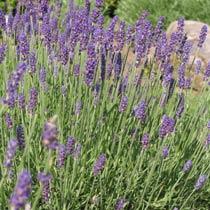 levandula Hidcote