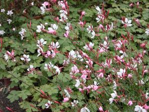 gaura