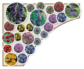 Butterfly Garden, Zone 5-8, 13 varieties, 24 plants. Layout for 9'x11' corner included. Height: 12"-6', Blooms Early Summer to Fall. Full Sun to Mostly Sunny. Phlox Sherwood Purple 3, E Caryopteris Longwood Blue 1, H Echinacea Purpurea 3, K Origanum
