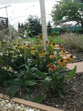 echinacea, ktorá je rôznych farieb, dokonca na jednej rastline