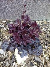 Dluzicha purpurova