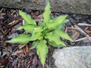 Hosta