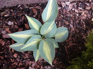 Hosta