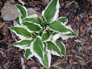 Hosta