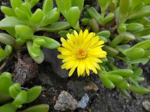 Delosperma
