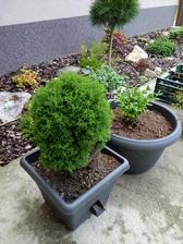 Přesazeno, minulý rok mi stromeček spálilo sluníčko, tak teď půjde ke vchodu do stínu a bude v květináčku:-)