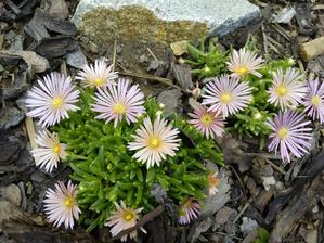 Delosperma