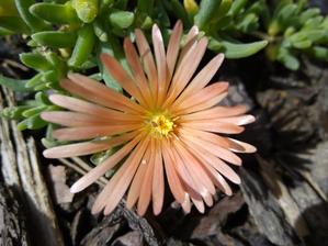 Moje nová delosperma Peach star:-)