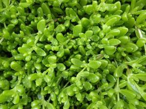 DELOSPERMA (KOSMATEC)