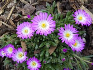 02. Delosperma fialovobílá (35)