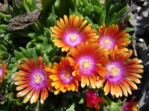03. Delosperma FIRE SPINNER (35)